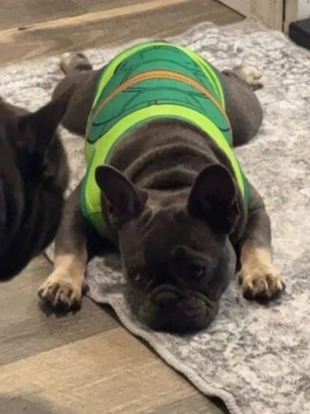 NWT Teenage Mutant Ninja Turtles TMNT Dog Tee Shirt, Dog Halloween Costume